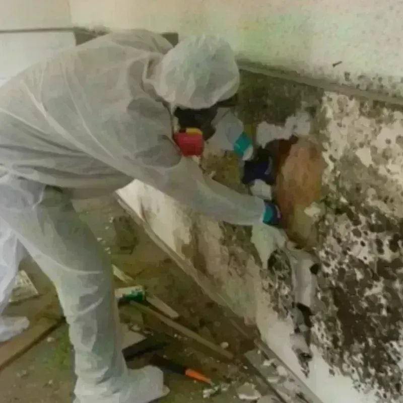 Best Mold Remediation and Removal Service in Key Center, WA